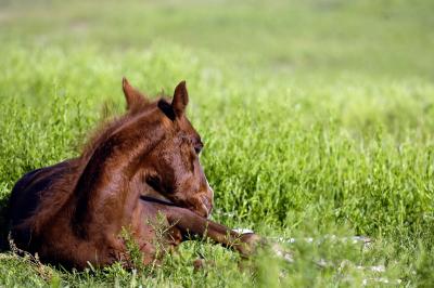 baby-horse